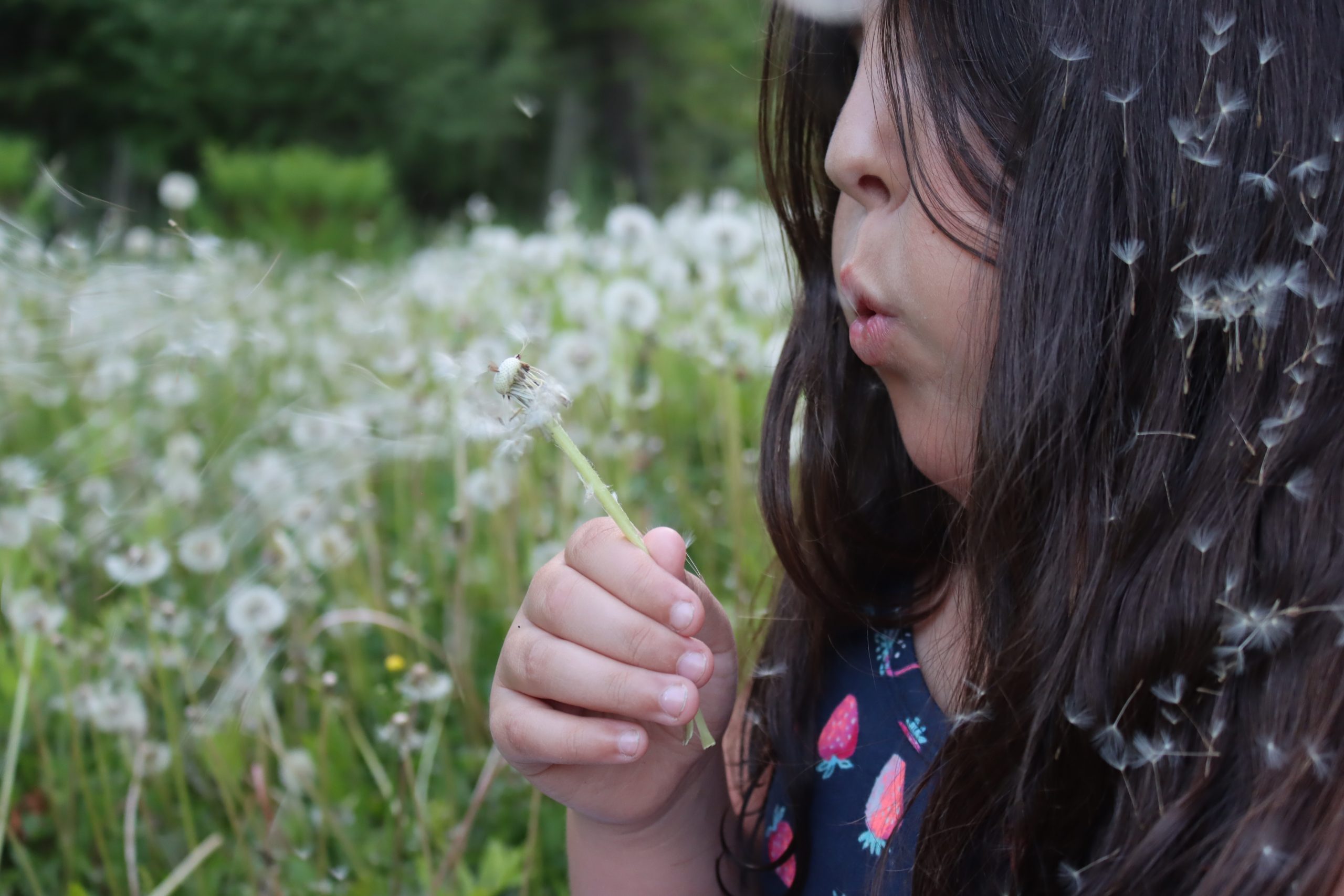 Dandelion Seeds
