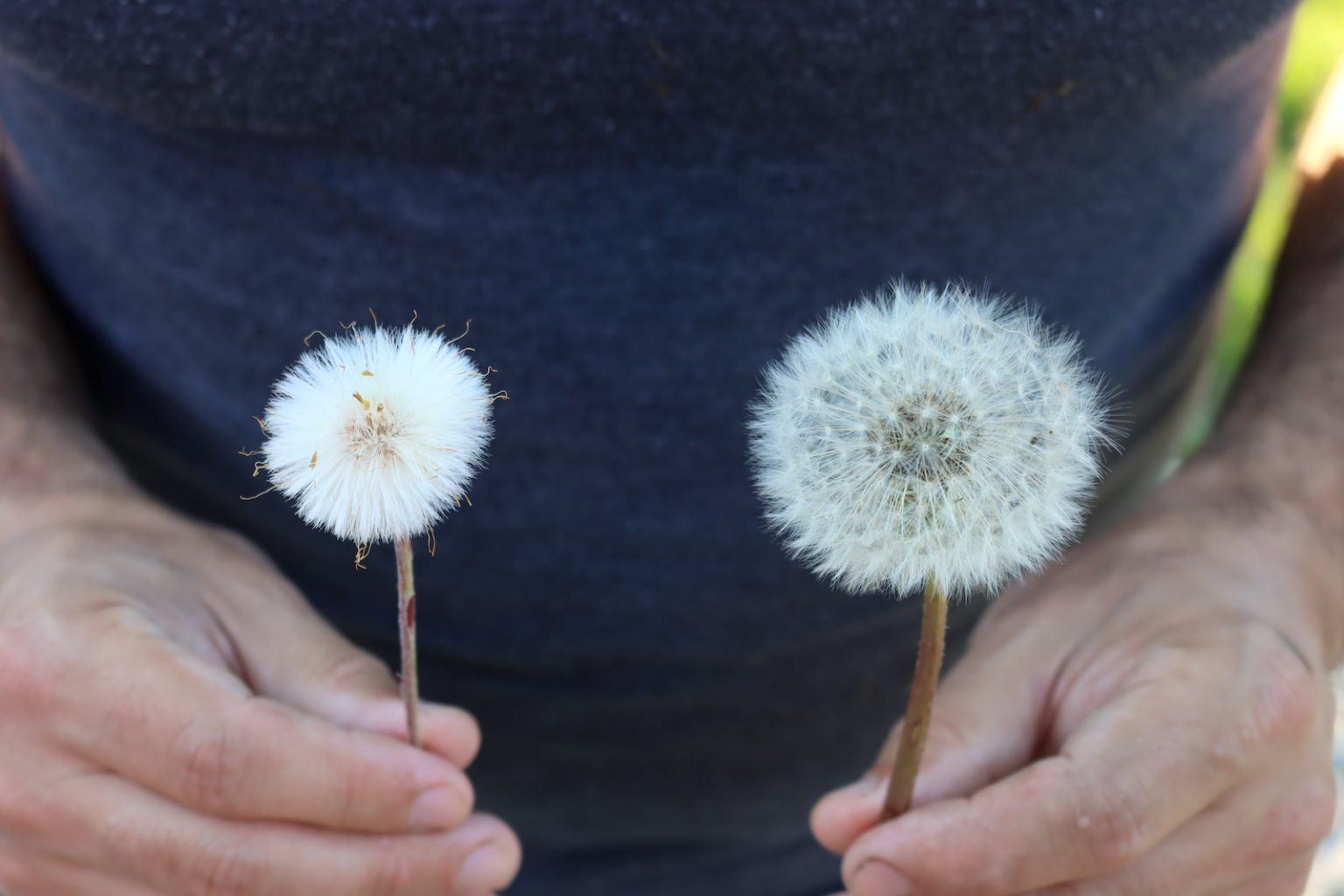Dandelion and Coltsfoot