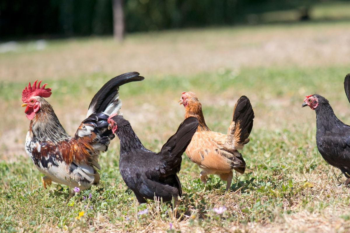 Flock of Serama Chickens