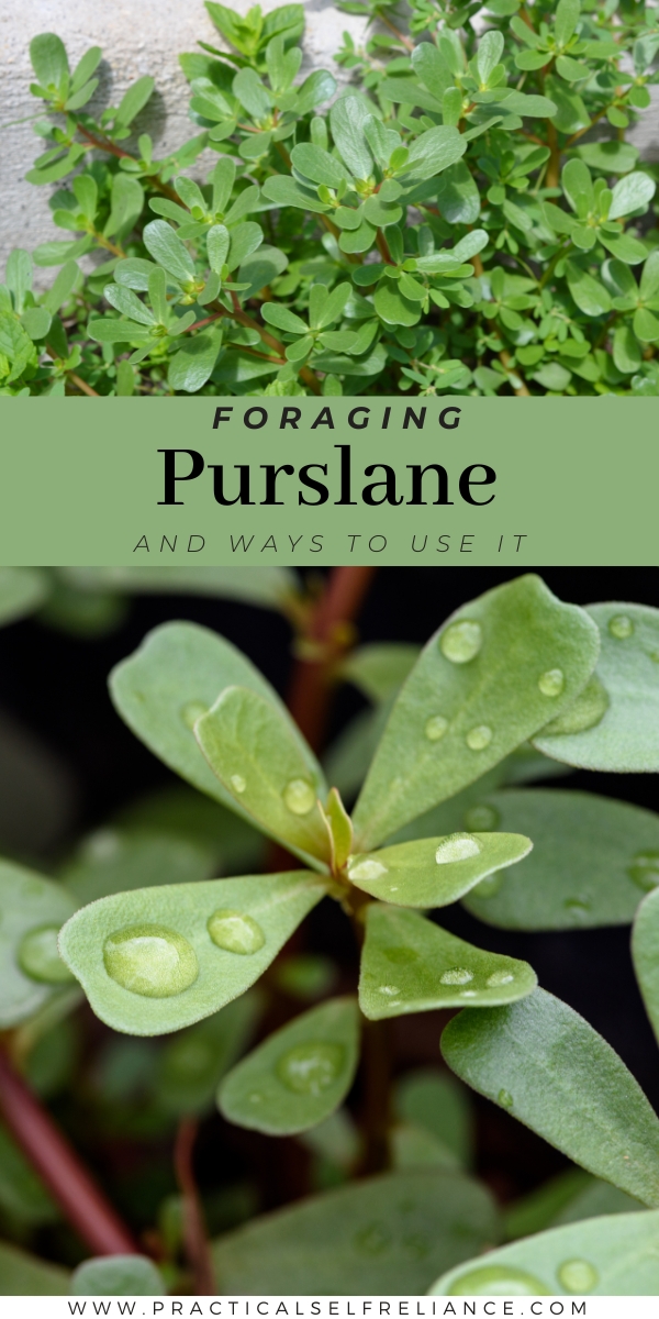 Foraging Purslane