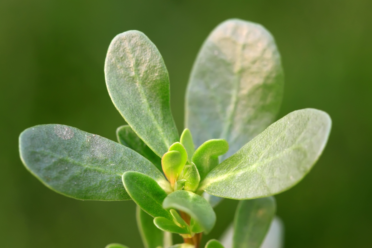 Purslane Leaf