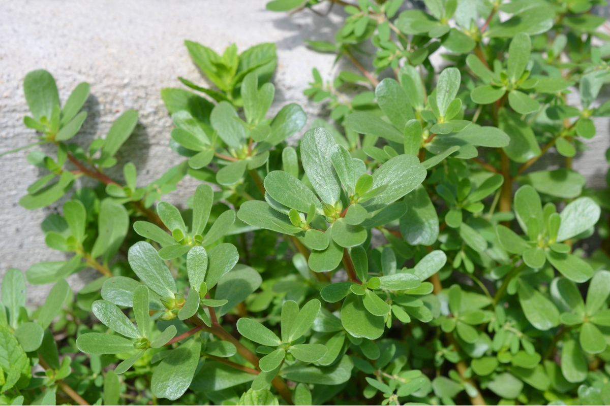 Purslane Plant