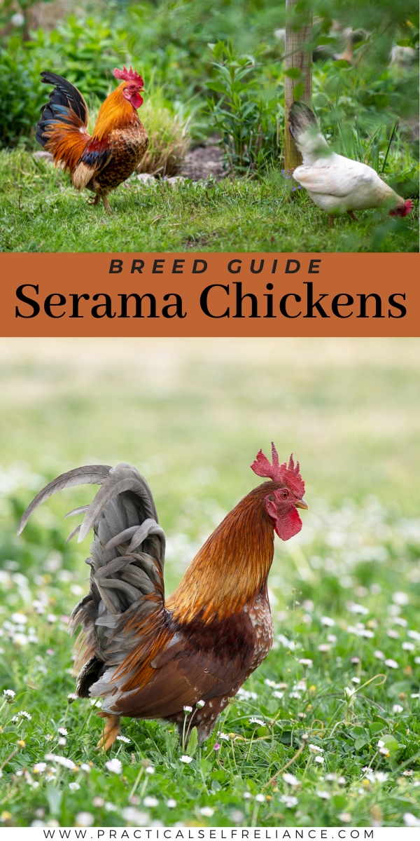 Serama Chickens Breed Guide