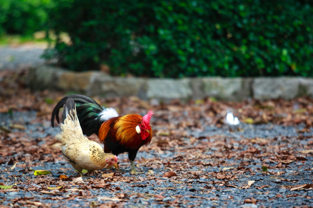 Serama Chickens rooster and hen