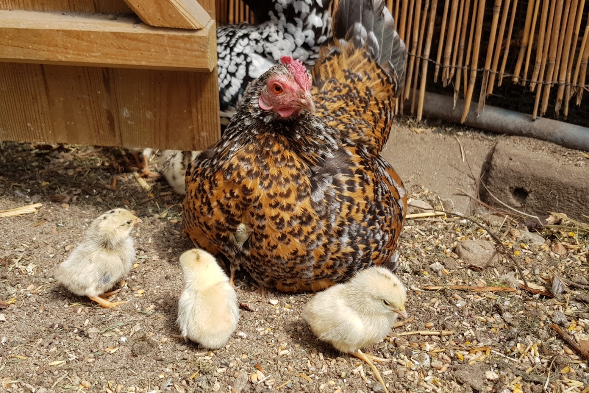 Serama Hen and Chicks