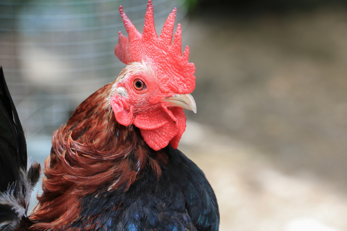 Serama Rooster Closeup