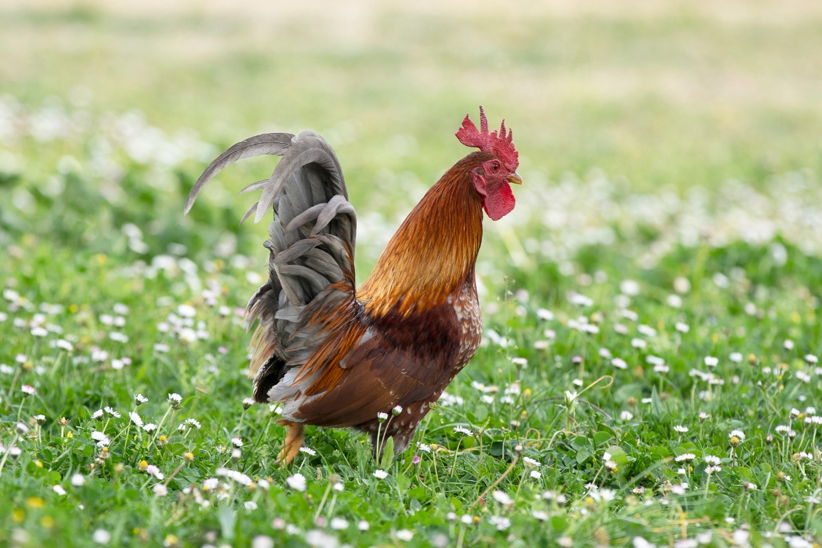 Serama Rooster