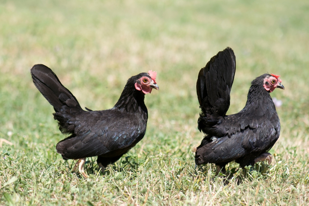 Serama hens free range