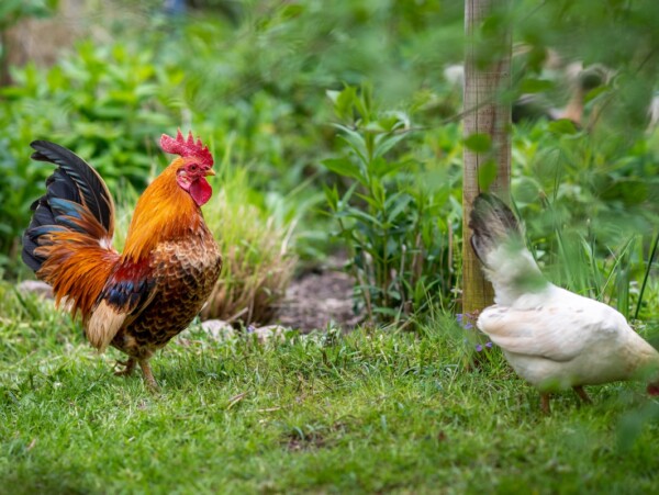 Serama rooster and hen