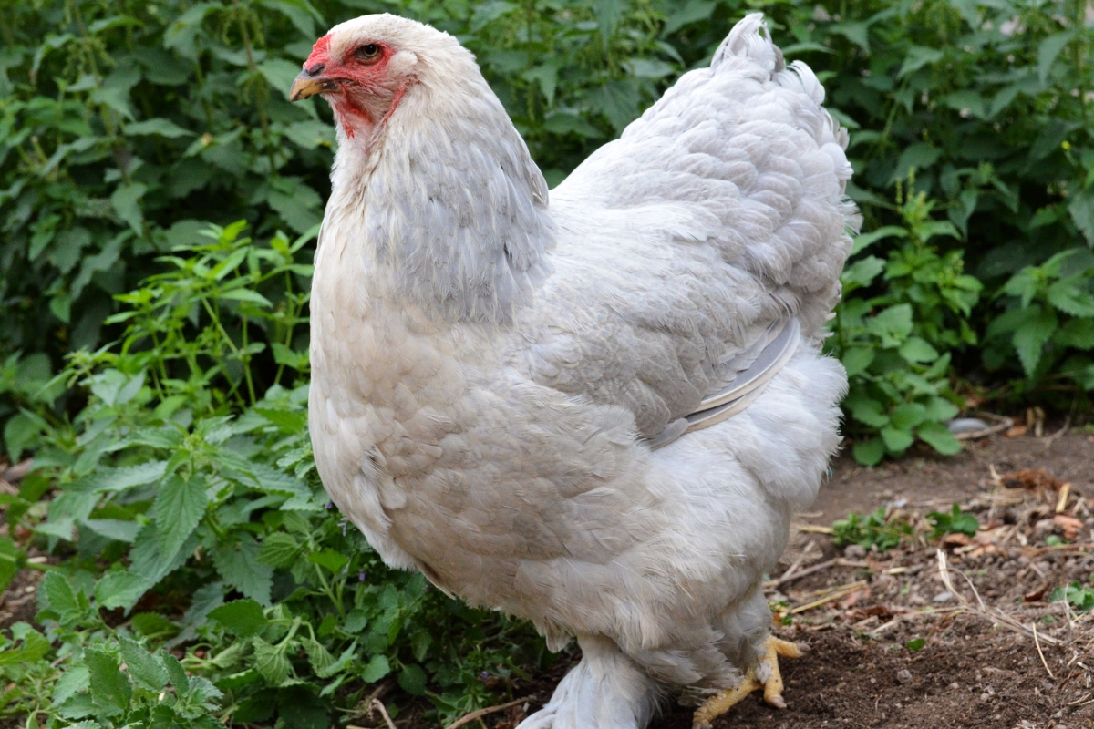 White Brahma Hen