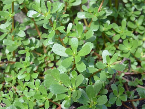 Wild Purslane