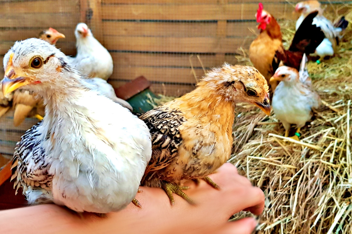 Young Serama Chickens