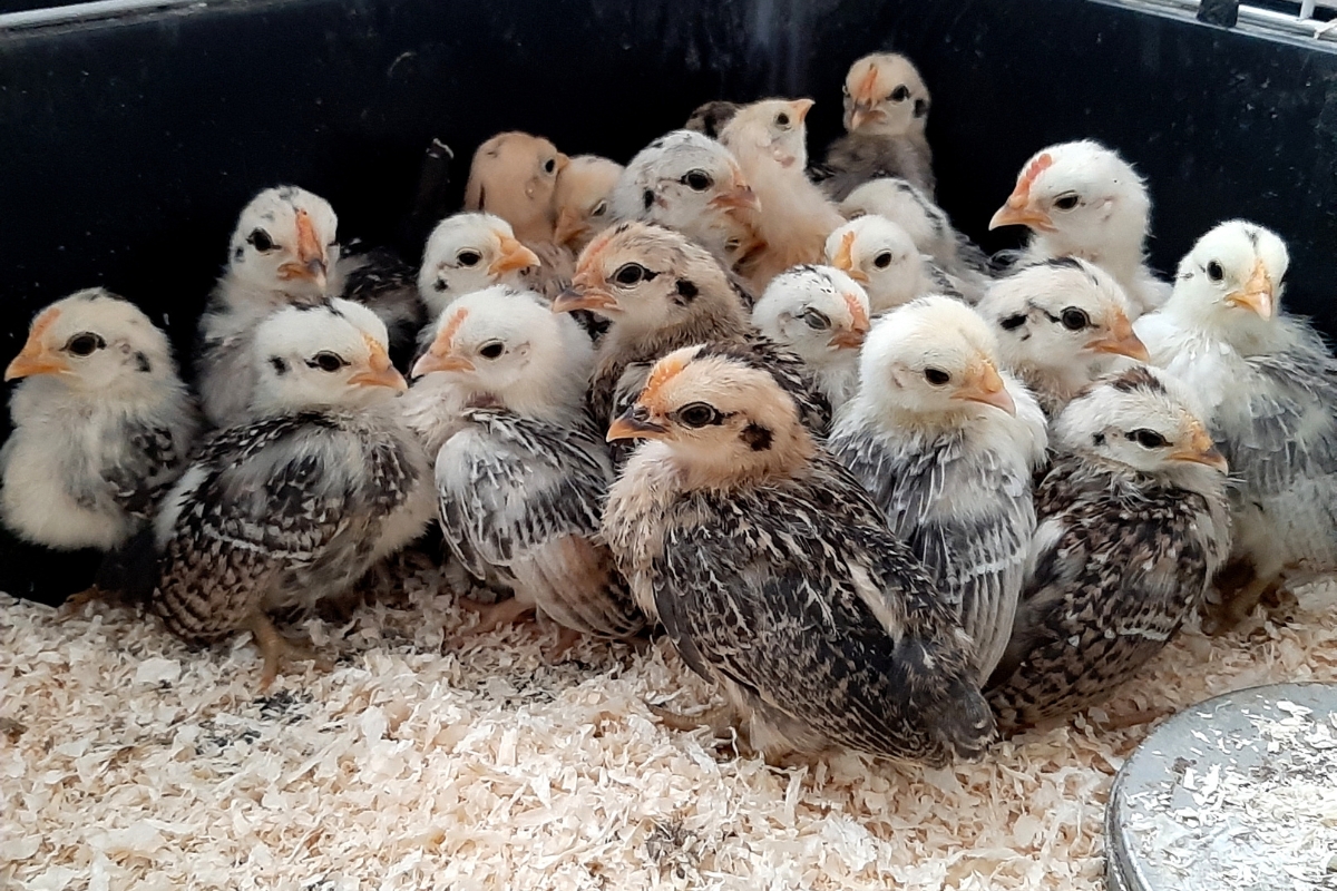 Young Serama Chicks