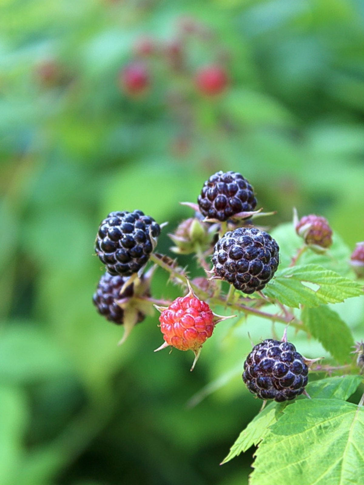 Wild Black Raspberry