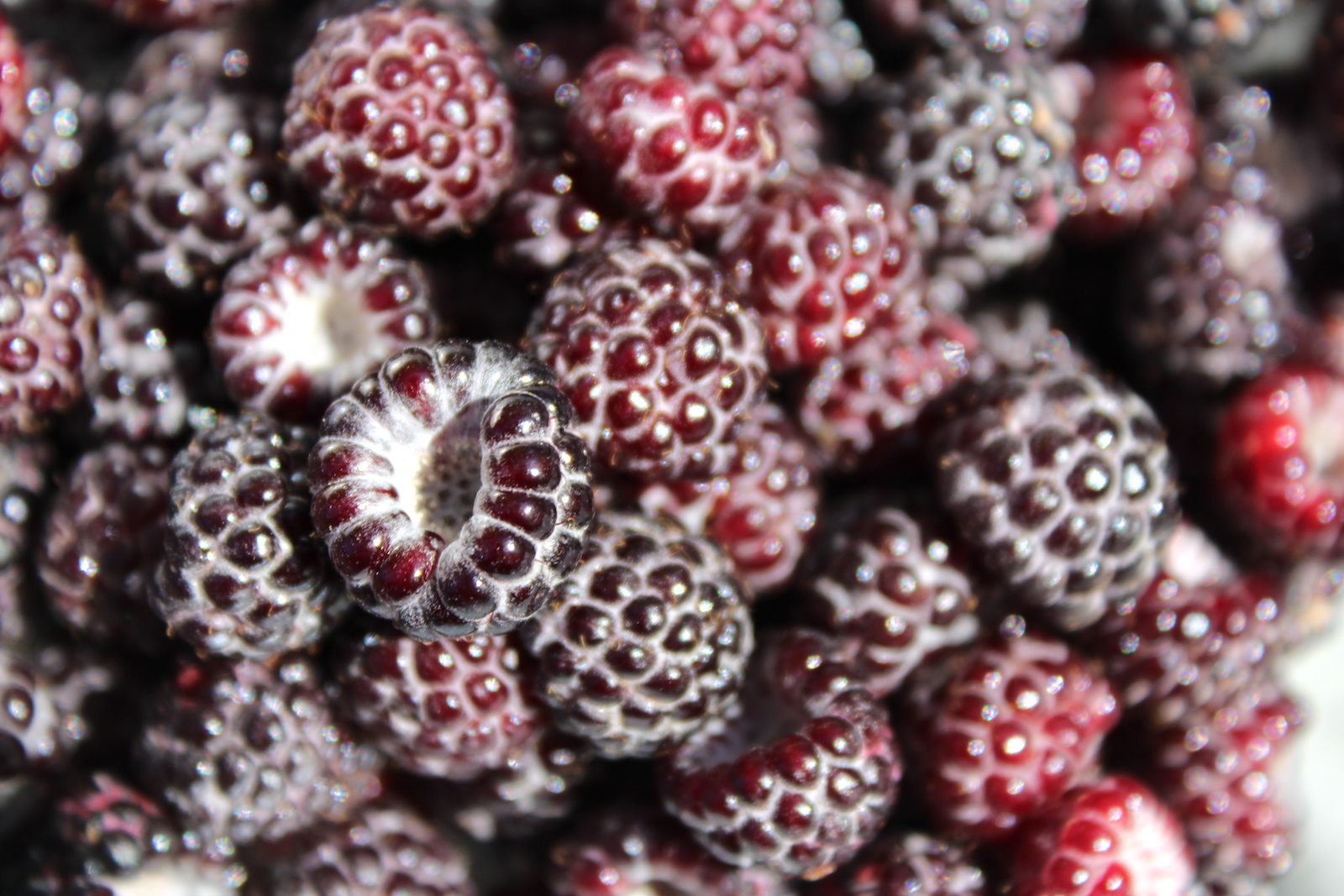 Black Raspberry Fruit Closeup