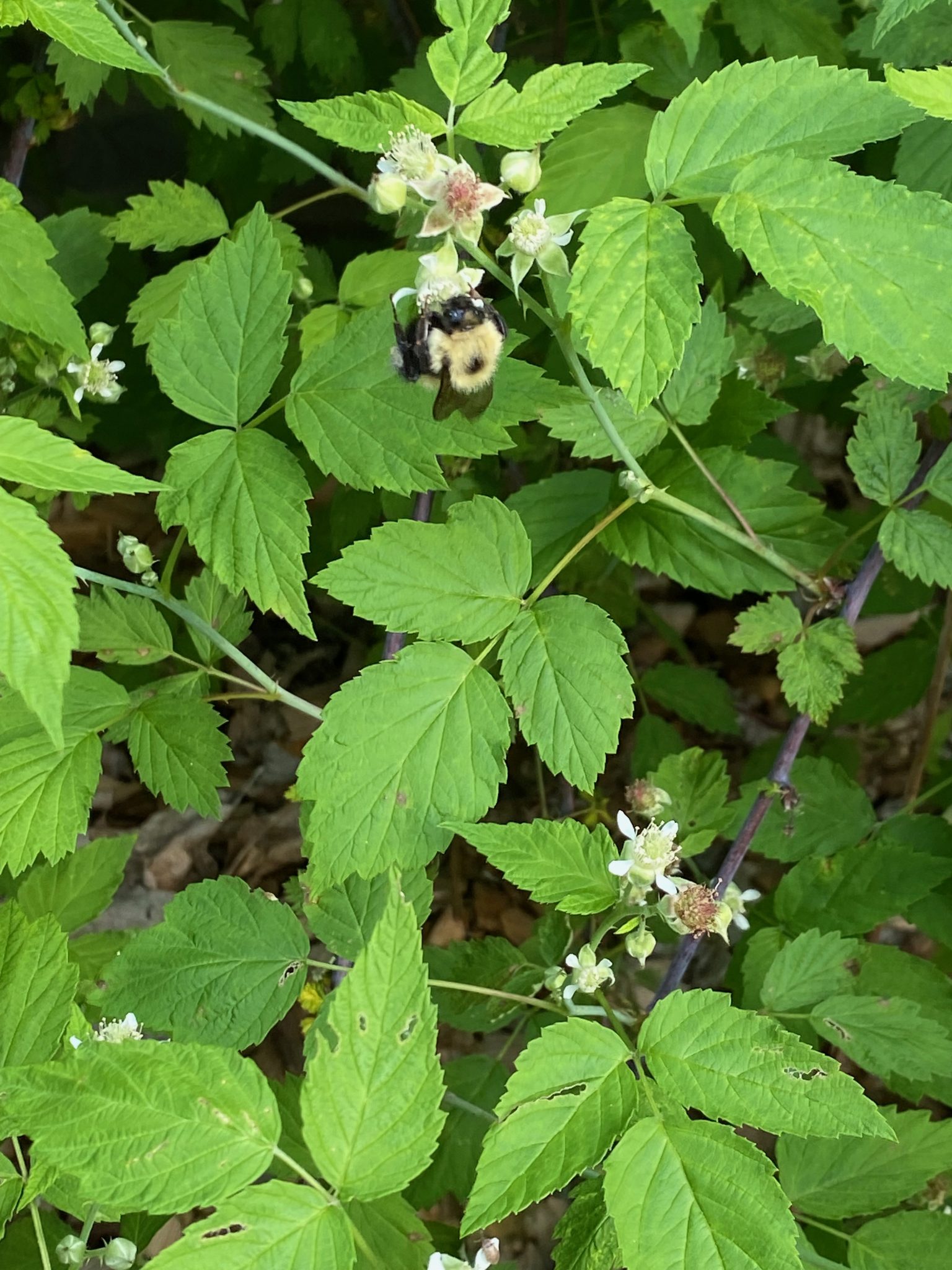 Black Raspberry Leaves