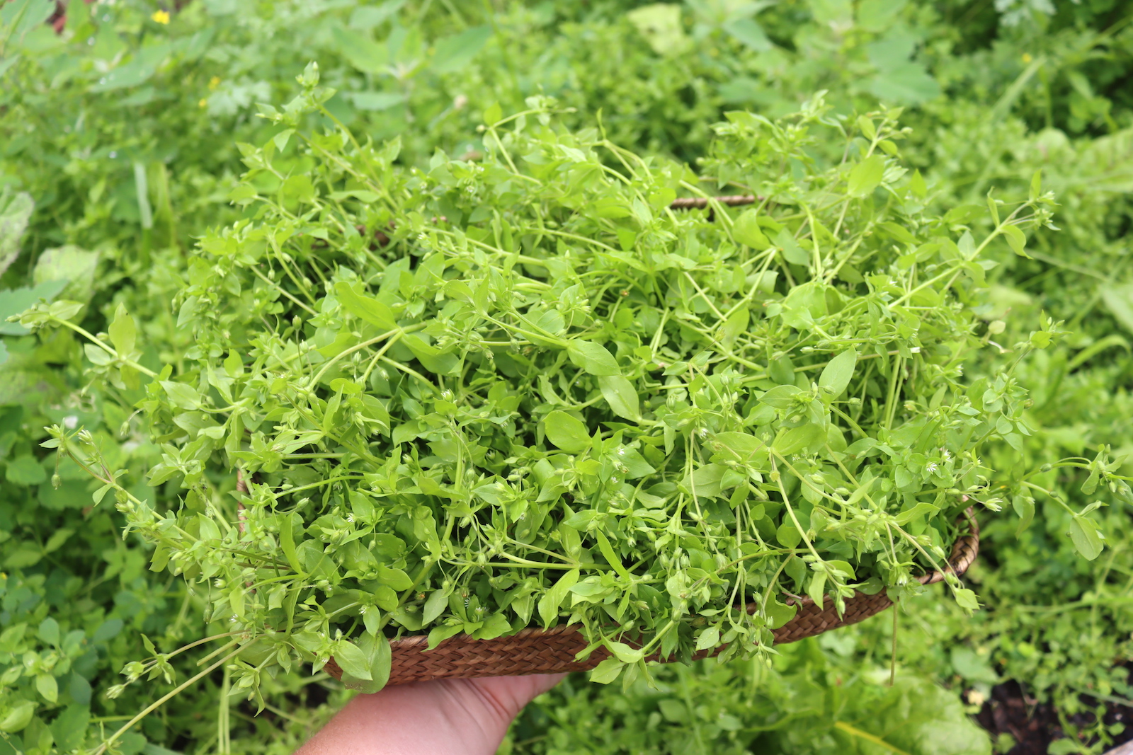Chickweed Basket