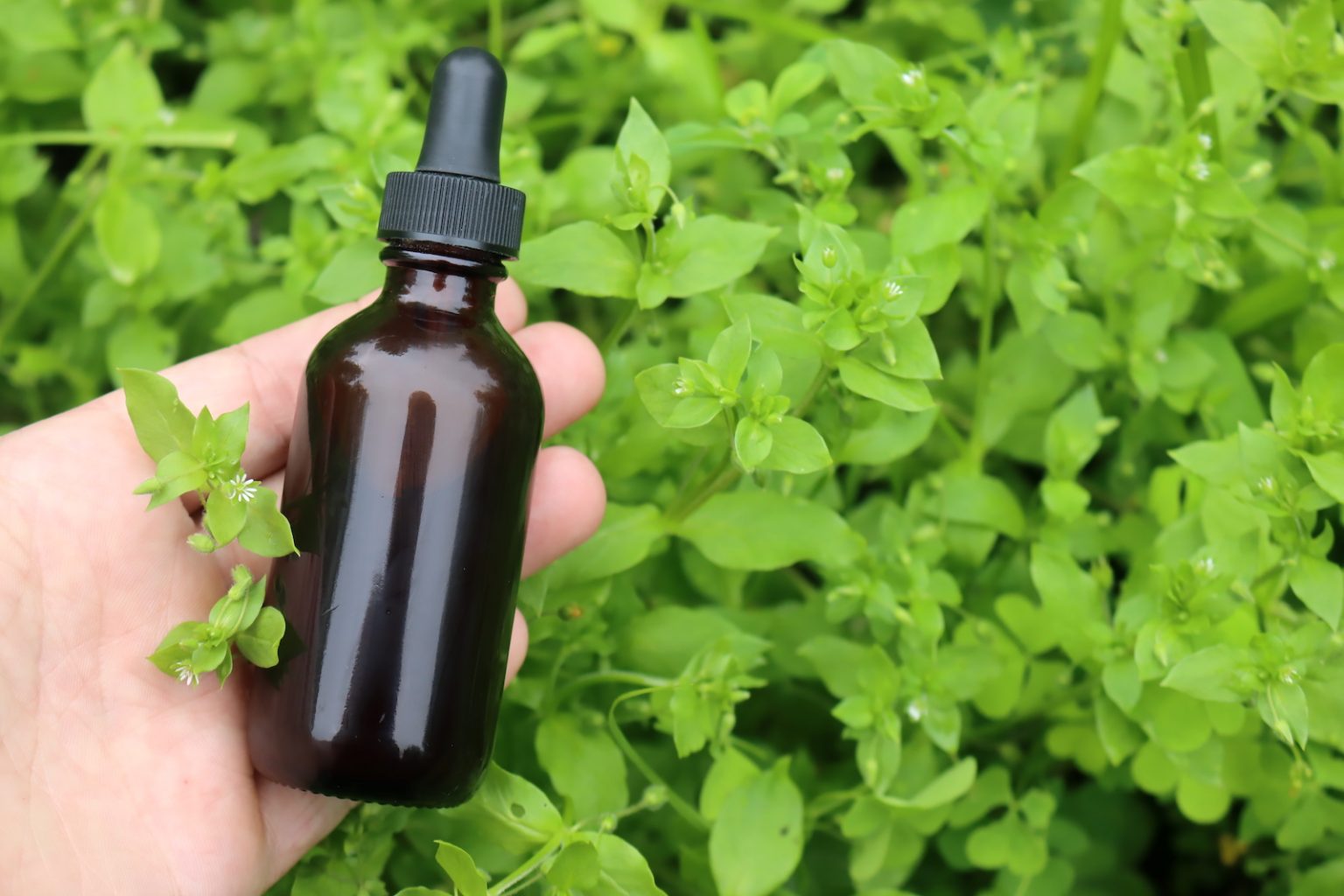 Chickweed Tincture