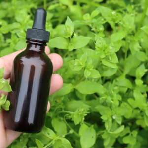 Chickweed Tincture