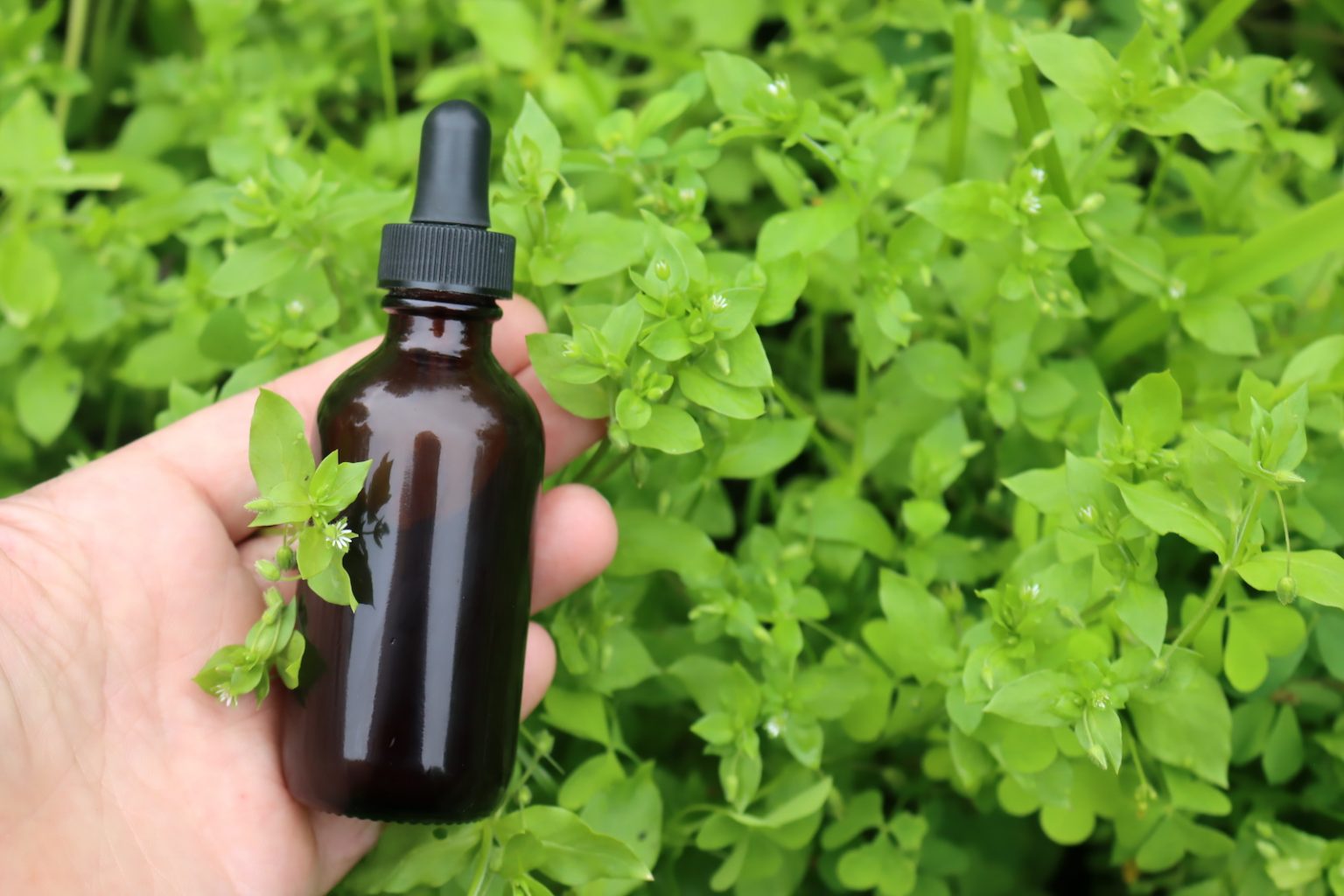 Chickweed Tincture