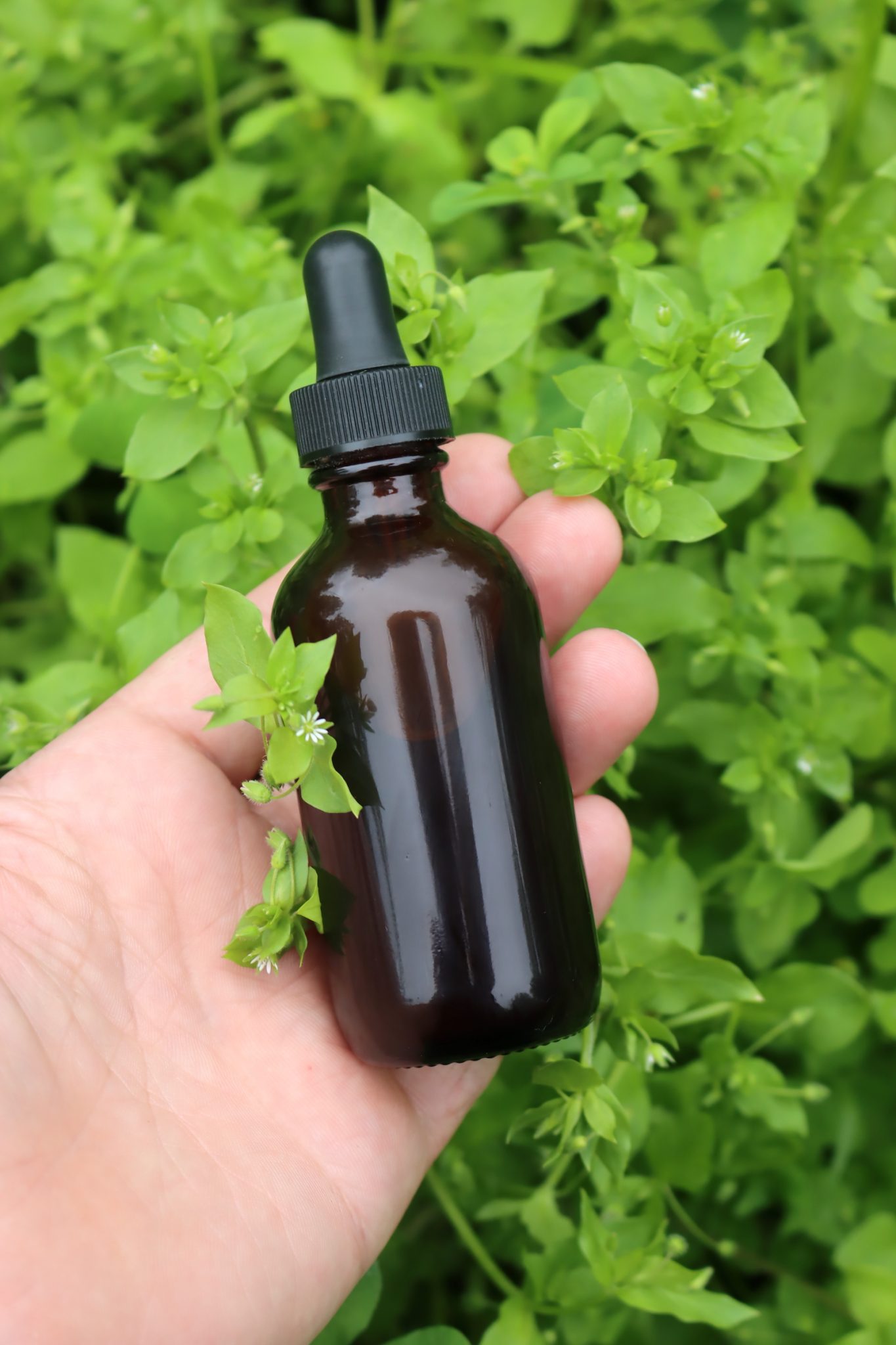 Chickweed Tincture