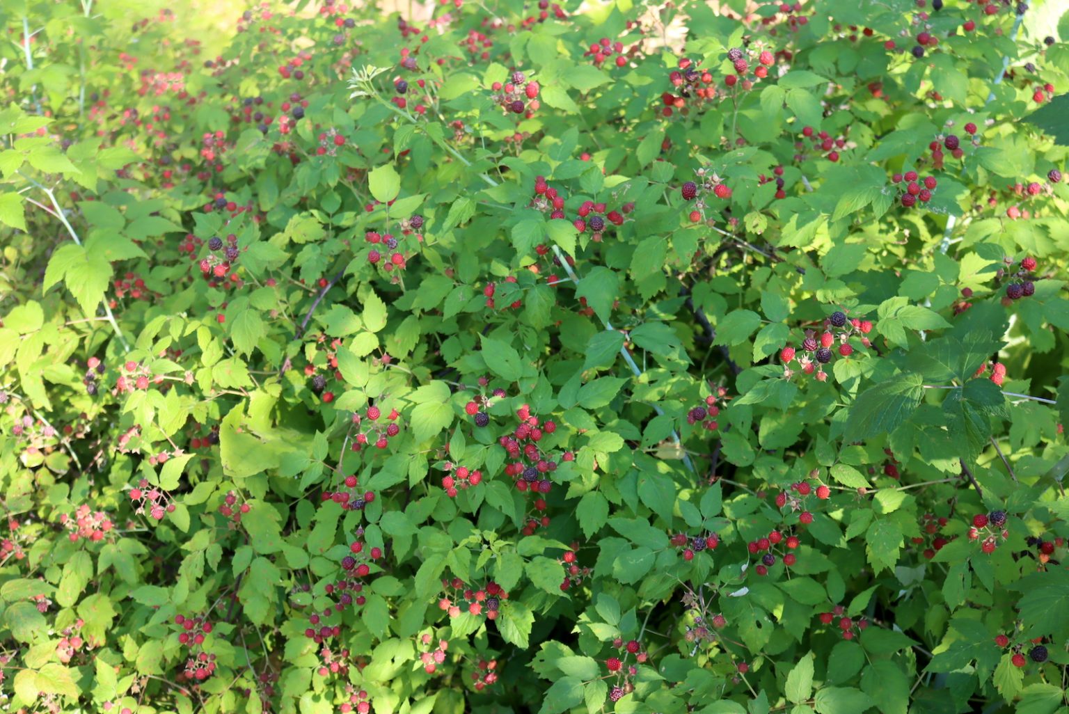 Dense Patch of Wild Black Raspberry