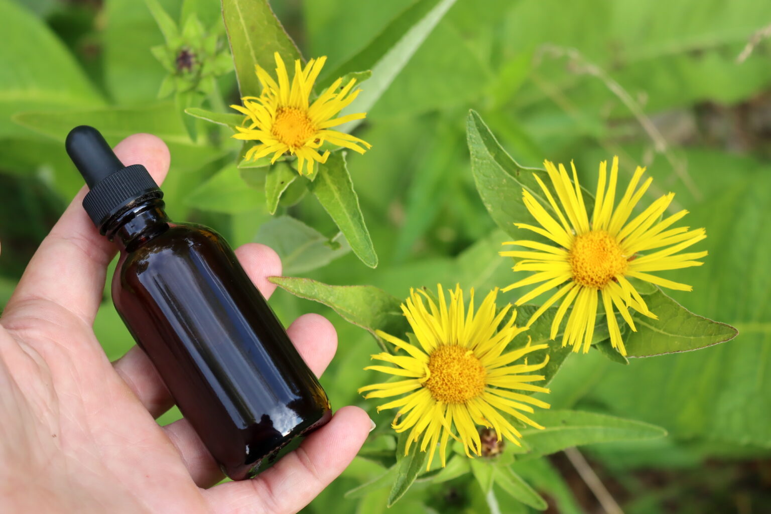Elecampane Tincture