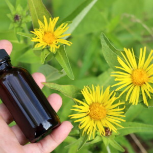 Elecampane Tincture