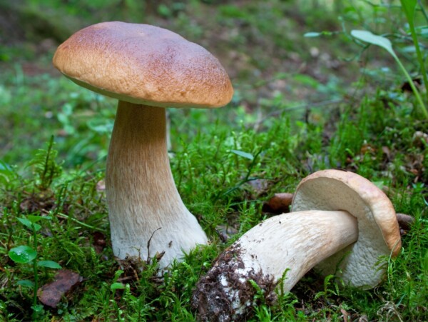 Foraging Boletes Mushrooms