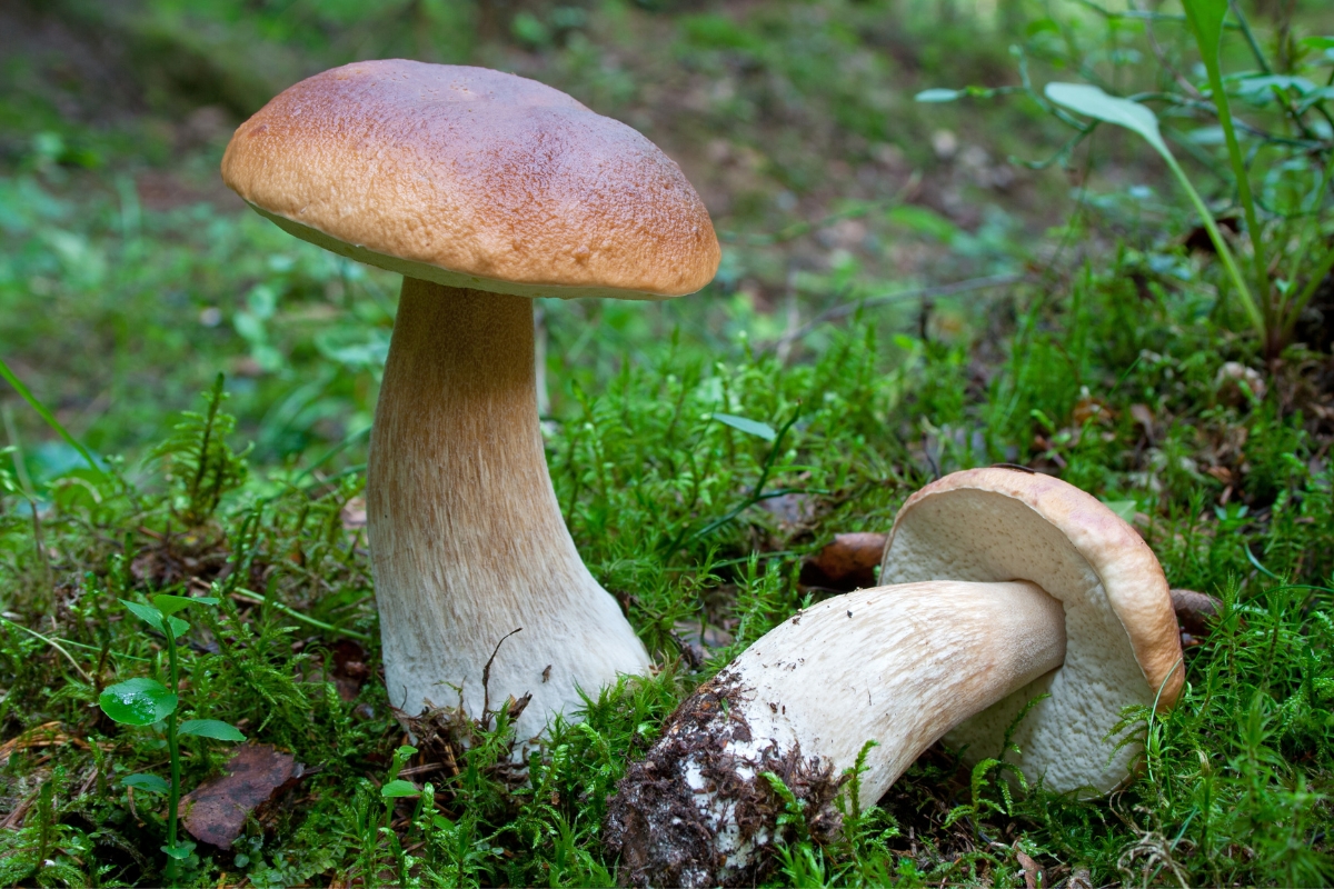 Foraging Boletes Mushrooms