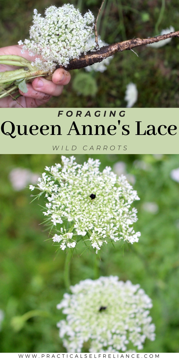 Foraging Queen Anne's Lace