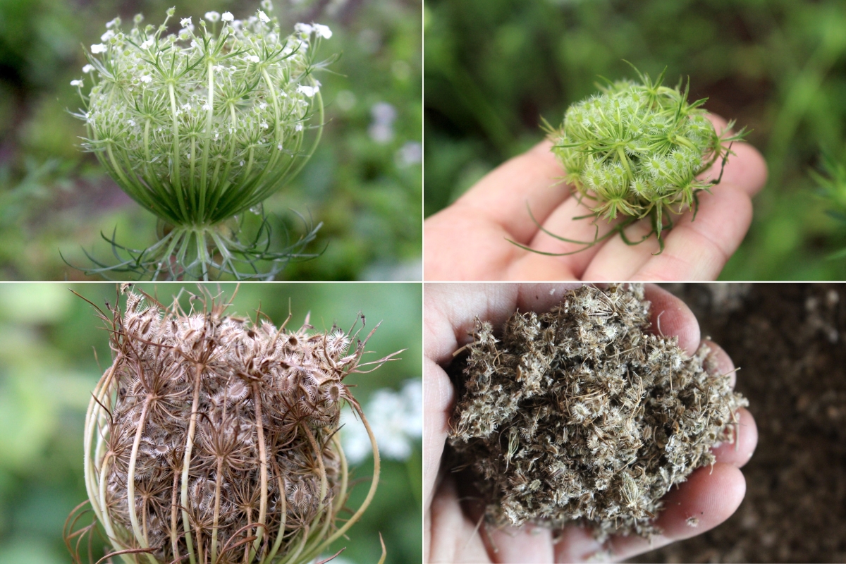 Four Stages of Queen Anne's lace seed