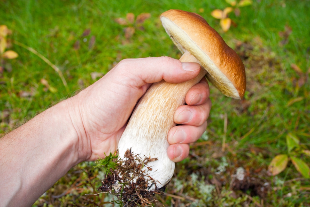Boletes