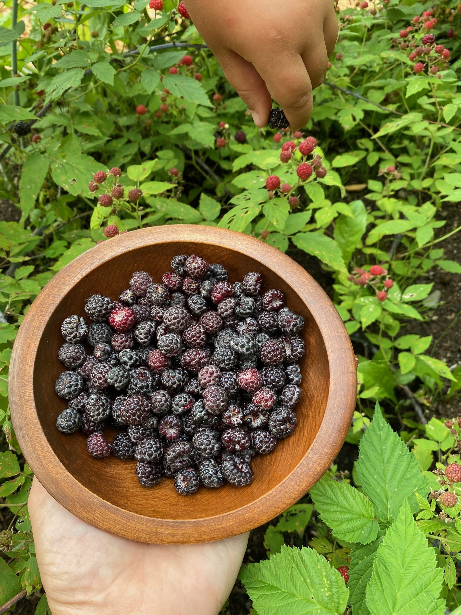 My daughter helping me harvest wild black raspberries
