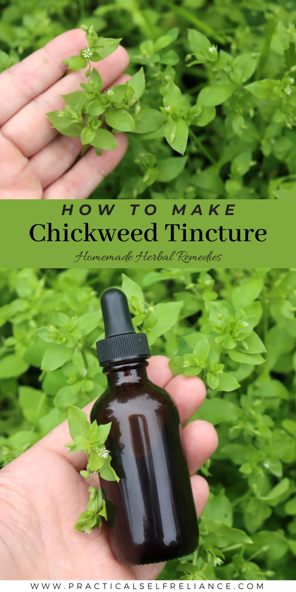 How to Make Chickweed Tincture