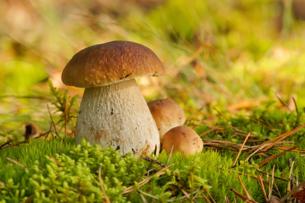 Boletes