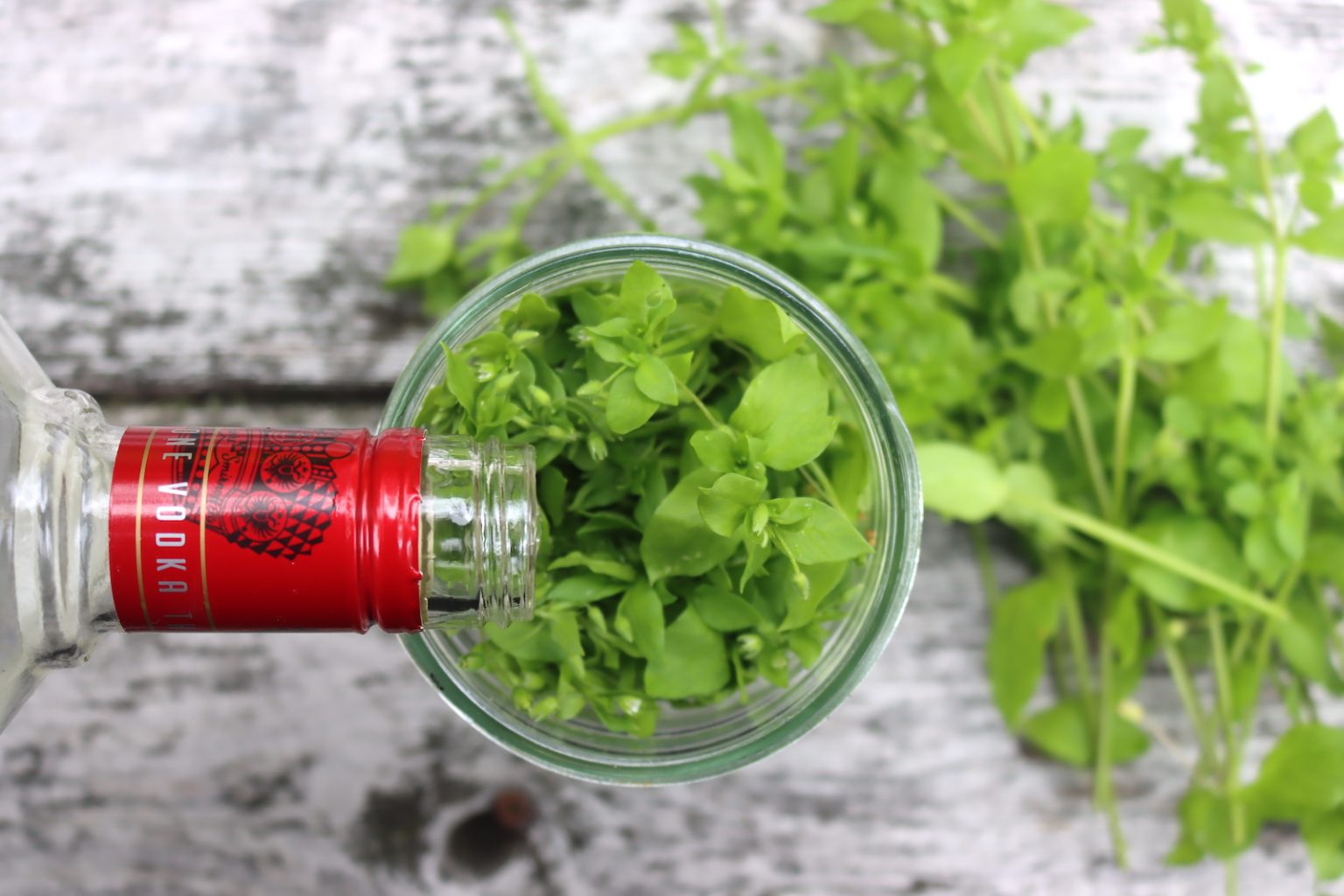 Making Chickweed Tincture