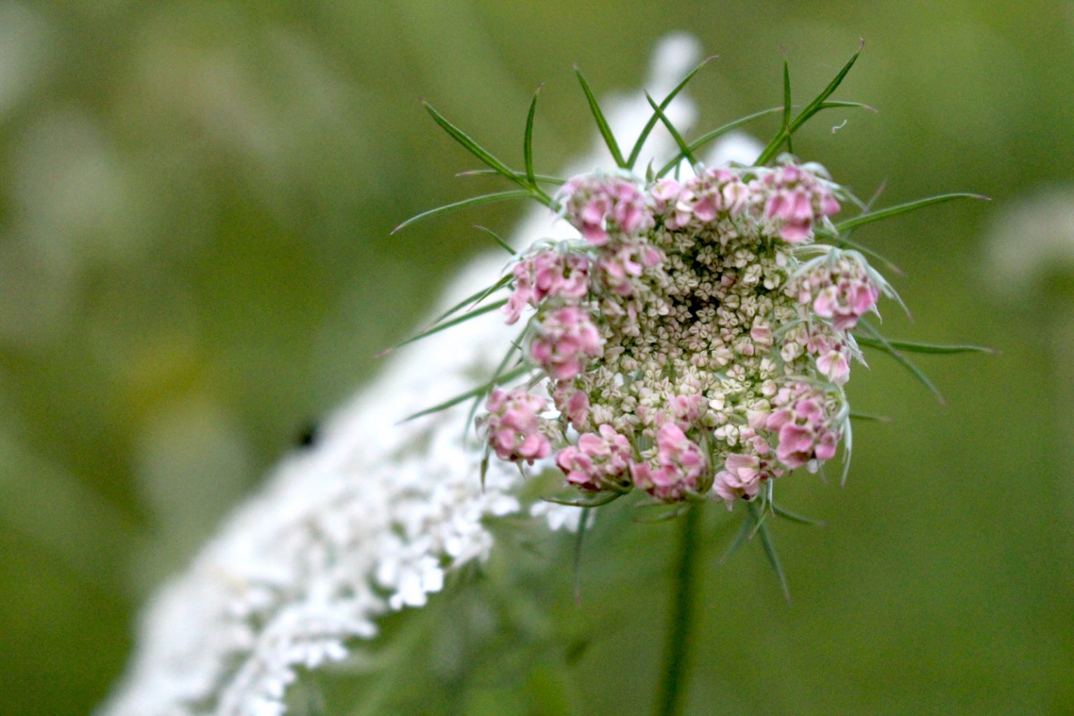 Pink queen anne's lace flowers