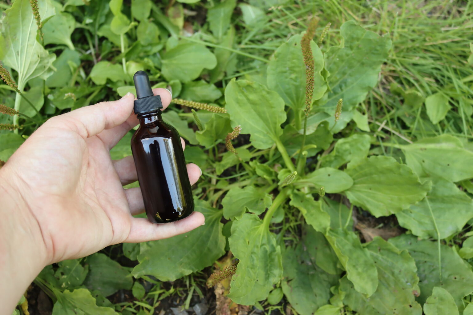 Plantain Tincture