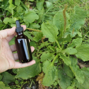 Plantain Tincture