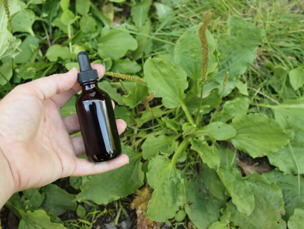 Plantain Tincture
