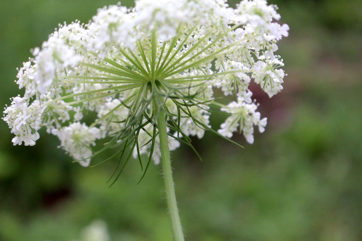 Bracts behind the flowering head, one of the identification characteristics of Queen Anne's Lace