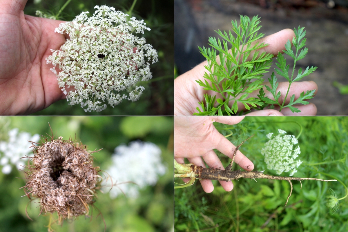 Queen Annes Lace Edible Parts