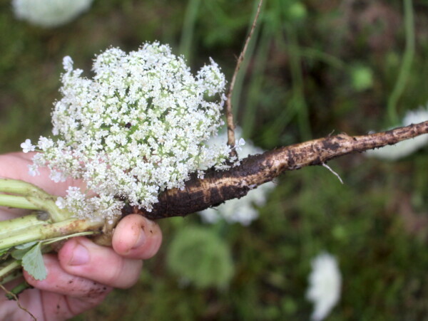Queen Anne's Lace Flower and Root
