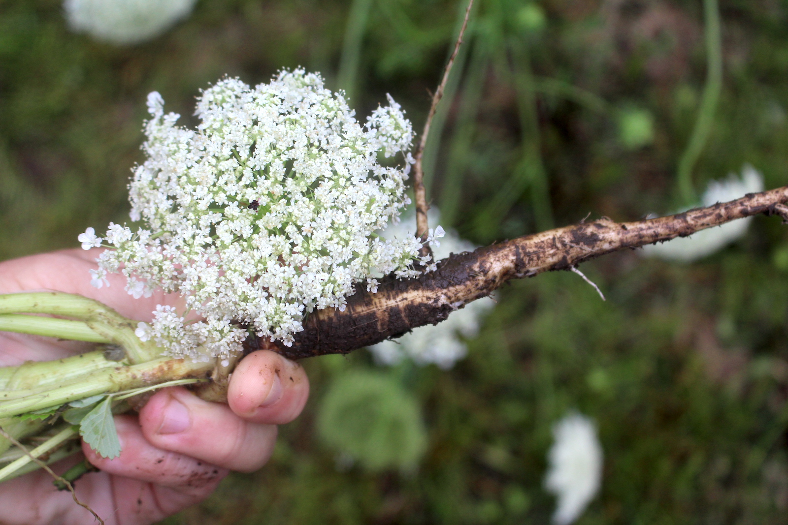 Queen Anne's Lace Flower and Root