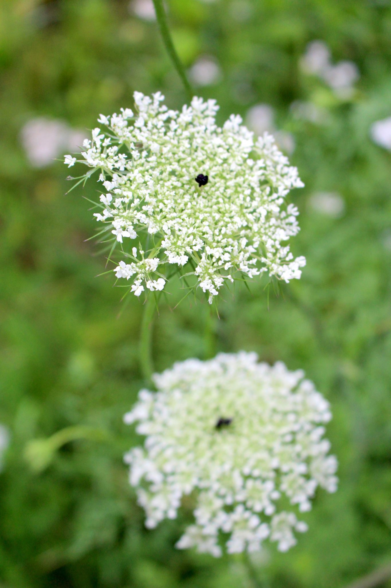 Queen Annes Lace Flowers