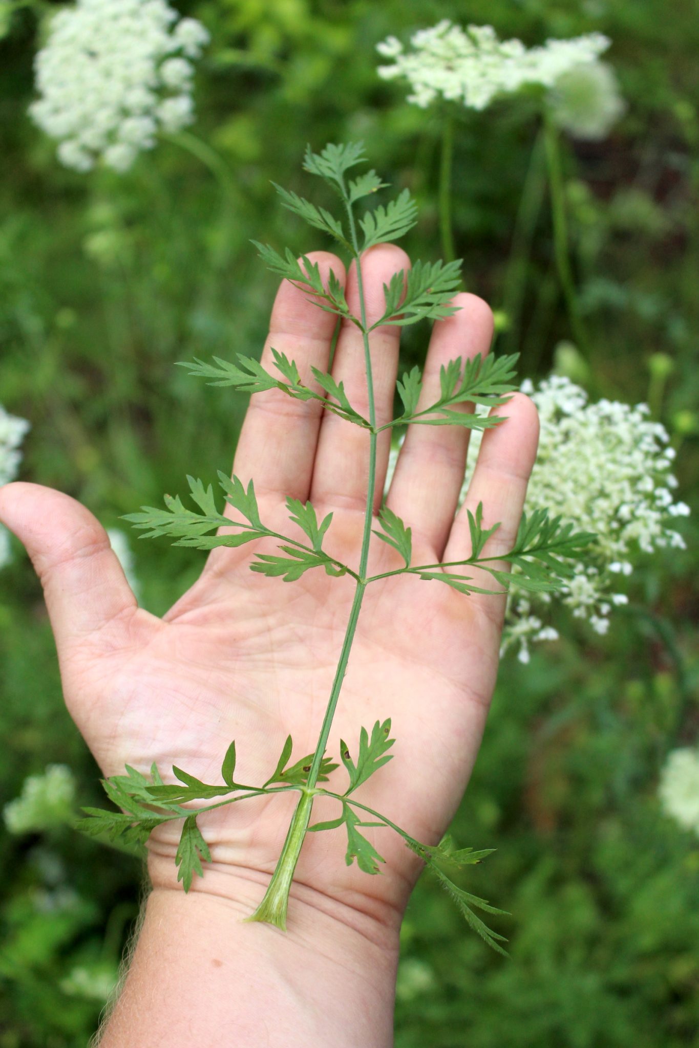 Queen Annes Lace Leaves