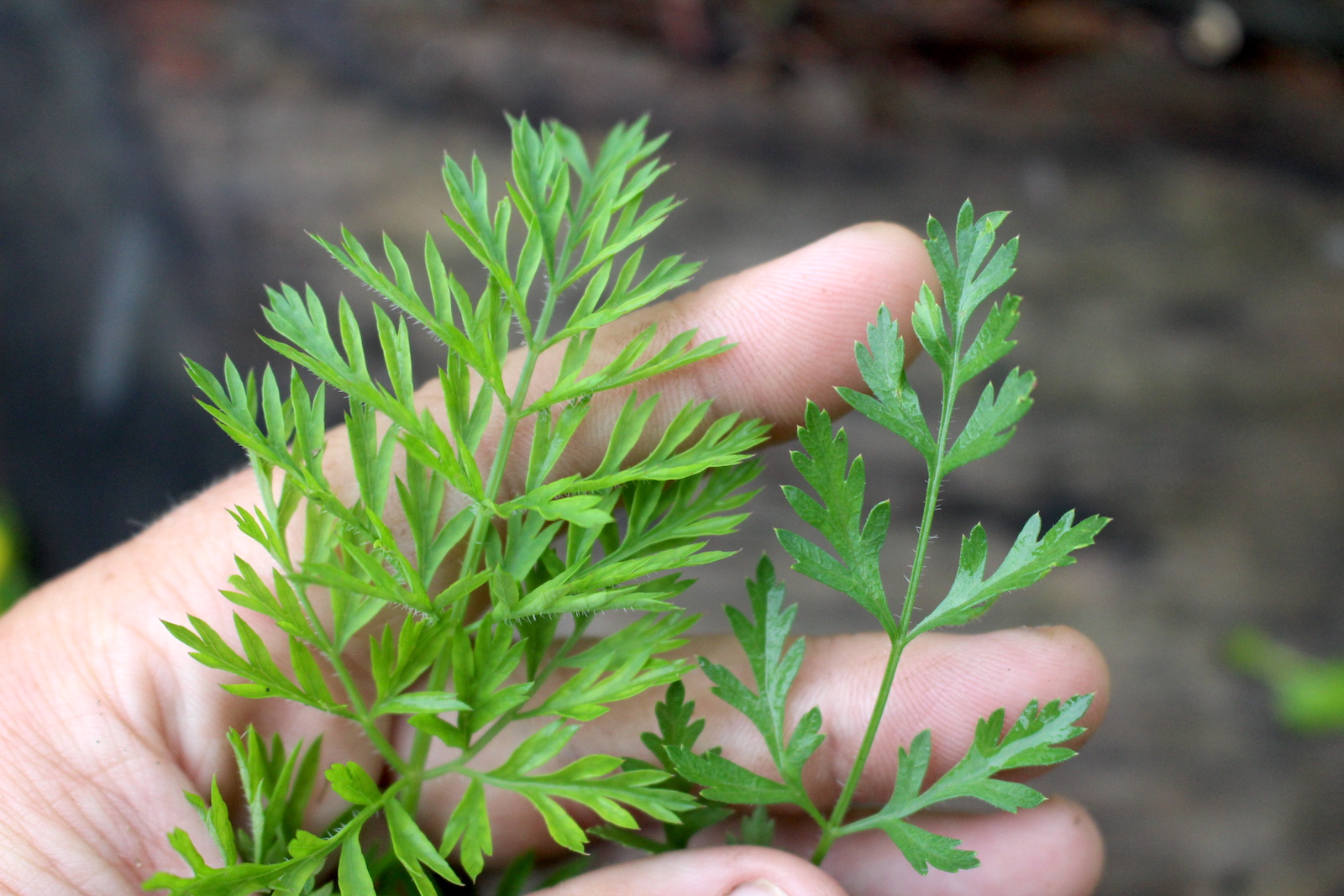 Cultivated carrot leaves (left) and queen anne's lace leaves (right)