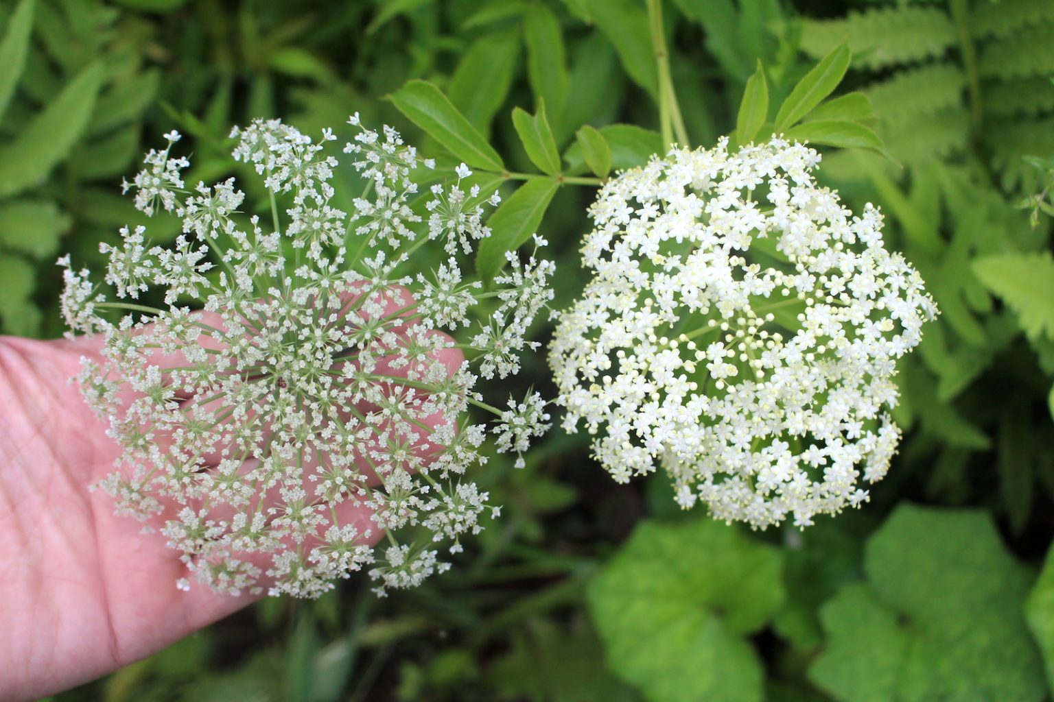Queen Anne's Lace and Elderflower