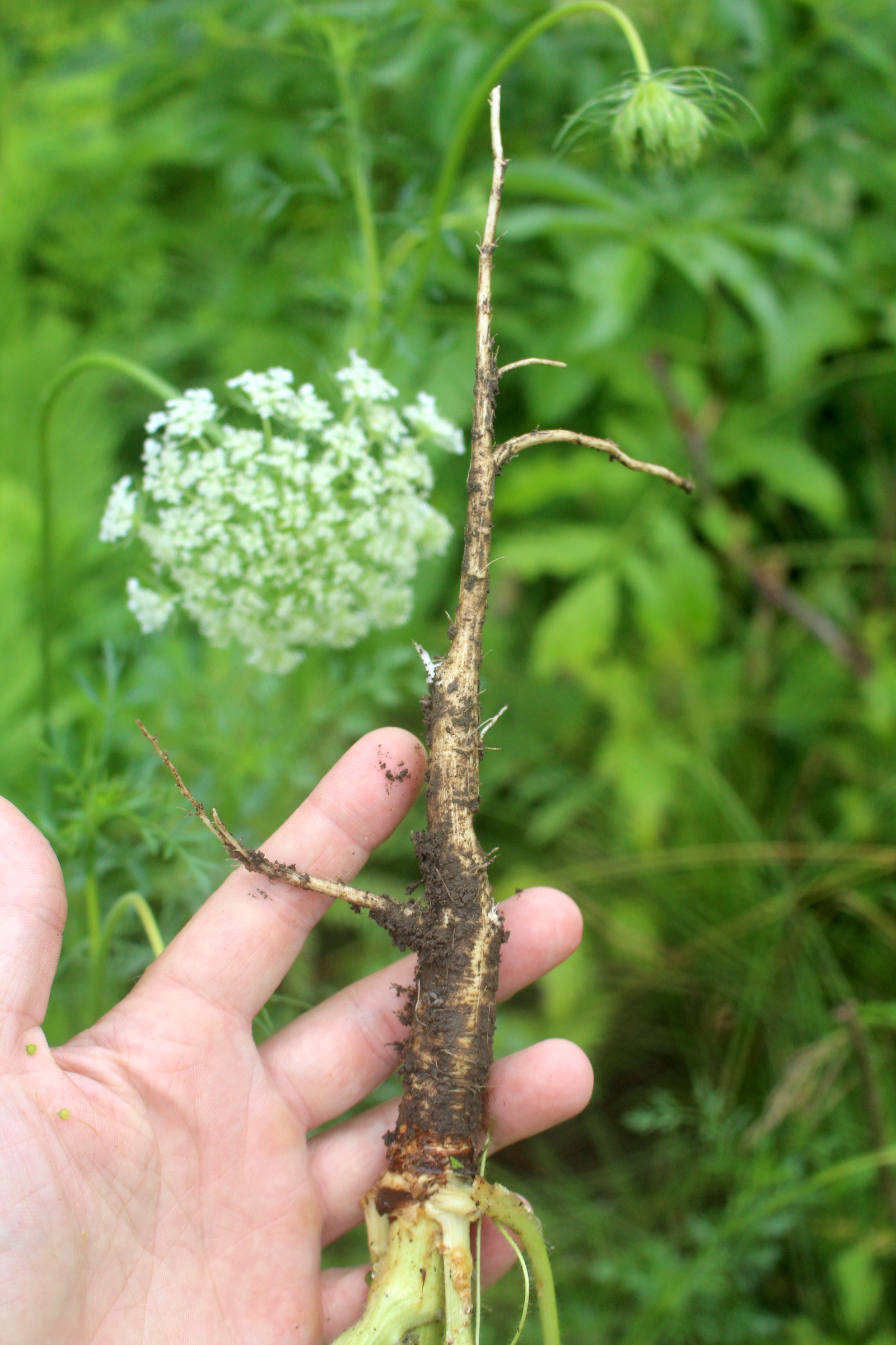 Queen Annes Lace root